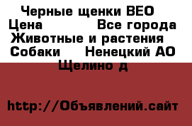 Черные щенки ВЕО › Цена ­ 5 000 - Все города Животные и растения » Собаки   . Ненецкий АО,Щелино д.